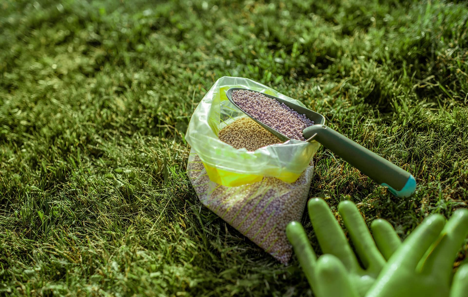 Best Strategies for Growing Grass Seed in the Spring